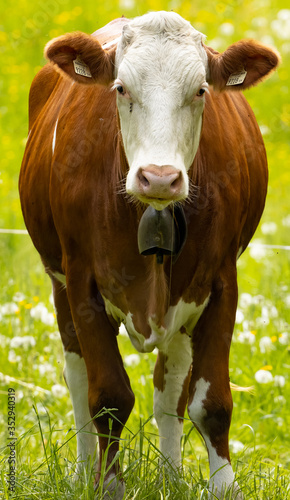 Eine Kuh auf einer Weide in den Salzburger Alpen © Alexander Jeglitsch