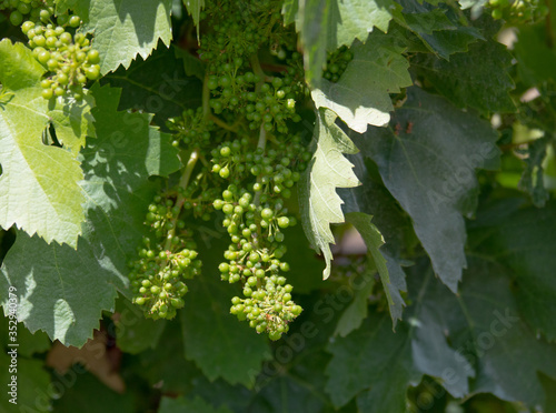 the vine plants of the vineyards of carignano in the south of sardinia photo