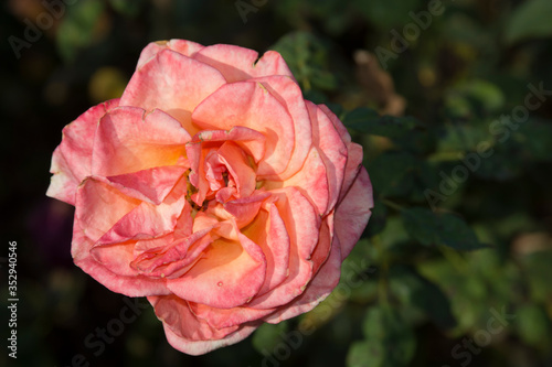 Wallpaper Mural Rose Flowers in Garden Torontodigital.ca