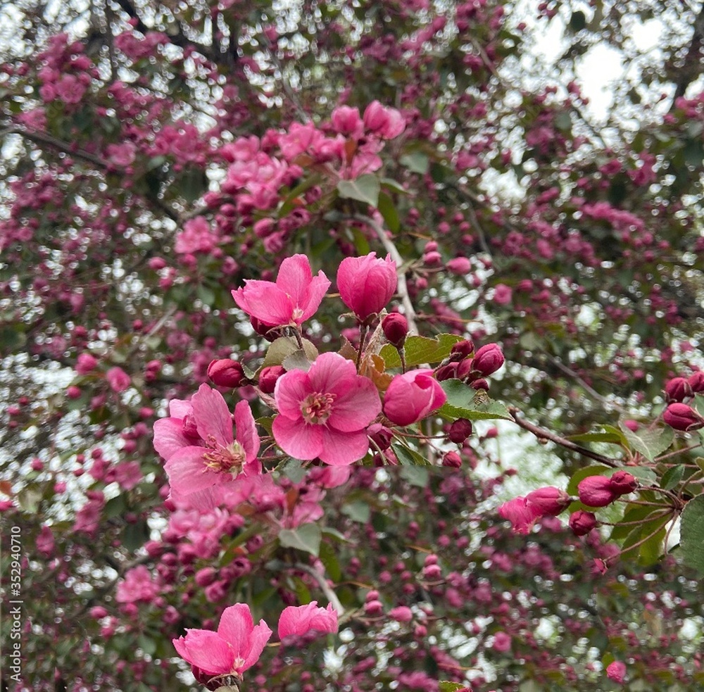 pink cherry blossom pink cherry blossom