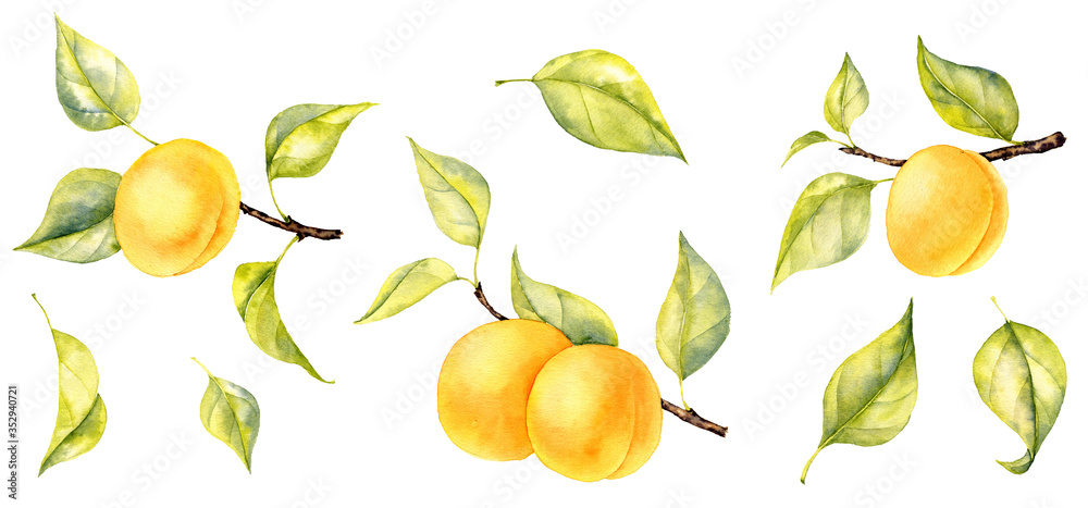 watercolor drawing branches of apricot watercolor drawing branches of apricot