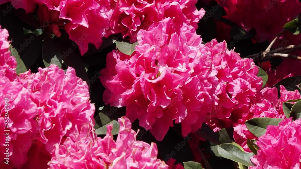 bush Rhododendrons flowering in the garden in springtime bush Rhododendrons flowering in the garden in springtime