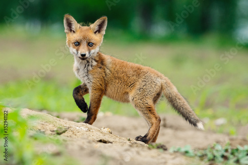 Young Red fox. Sweet fox sibling discovering the countryside. © zorandim75