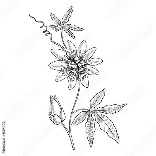 vector drawing passiflora photo
