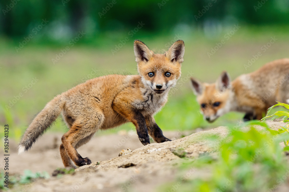 Fototapeta premium Young Red fox. Sweet fox sibling discovering the countryside.