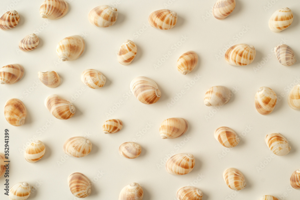 Seashell collection on white in warm natural light Seashell collection on white in warm natural light