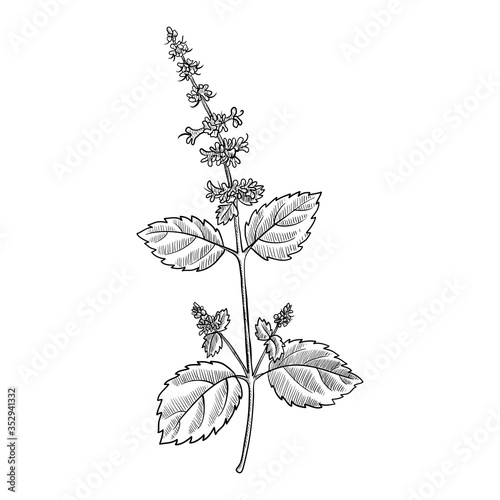 vector drawing tulsi photo