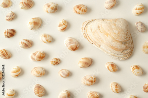 Seashell collection on white in warm natural light