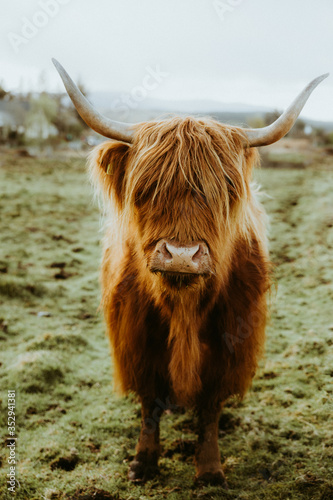 Long haired Highland cow in scotland looking directly into camera