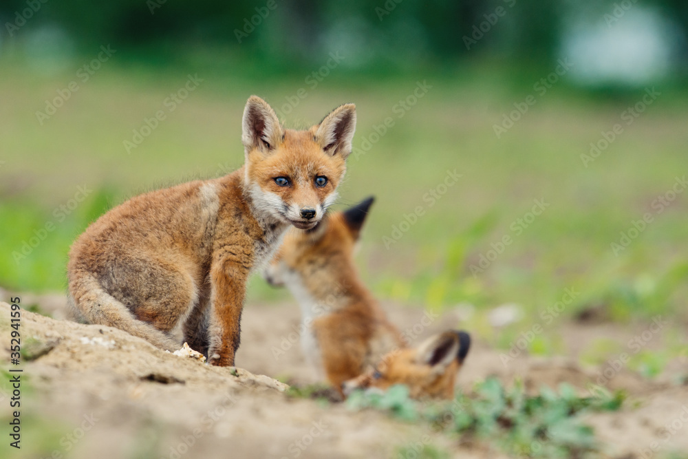 Young Red fox. Sweet fox sibling discovering the countryside.