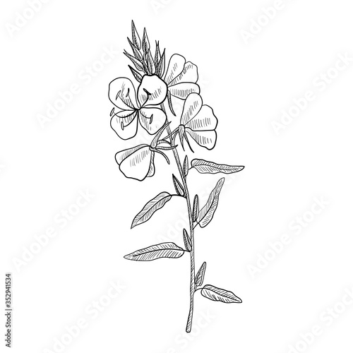 Quadro su tela vector drawing evening primrose