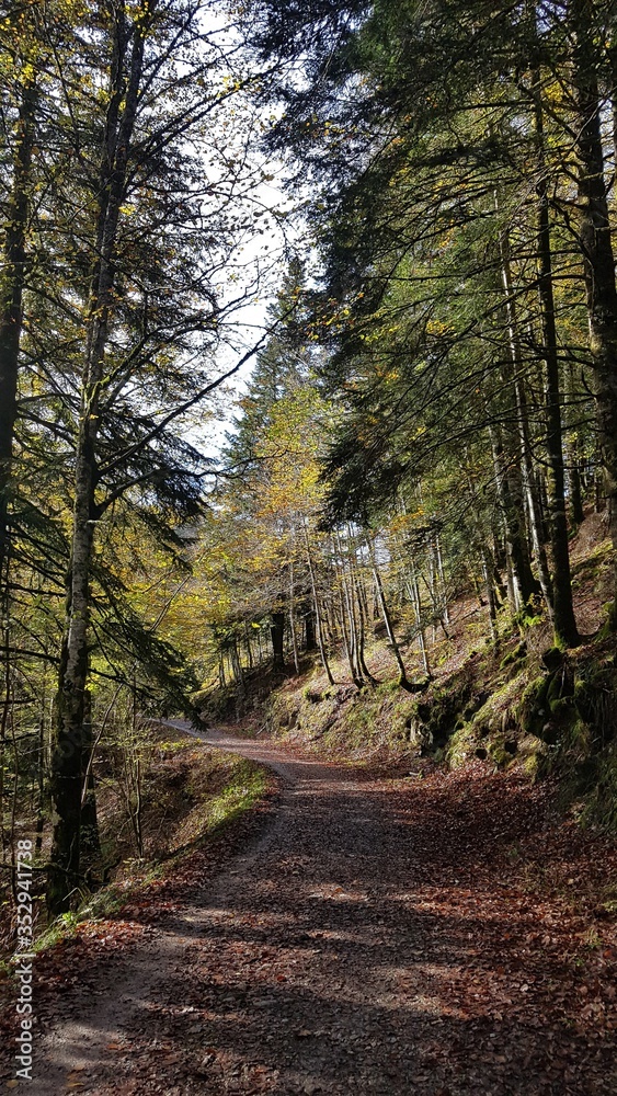Obraz premium camino otoñal en la selva de Irati