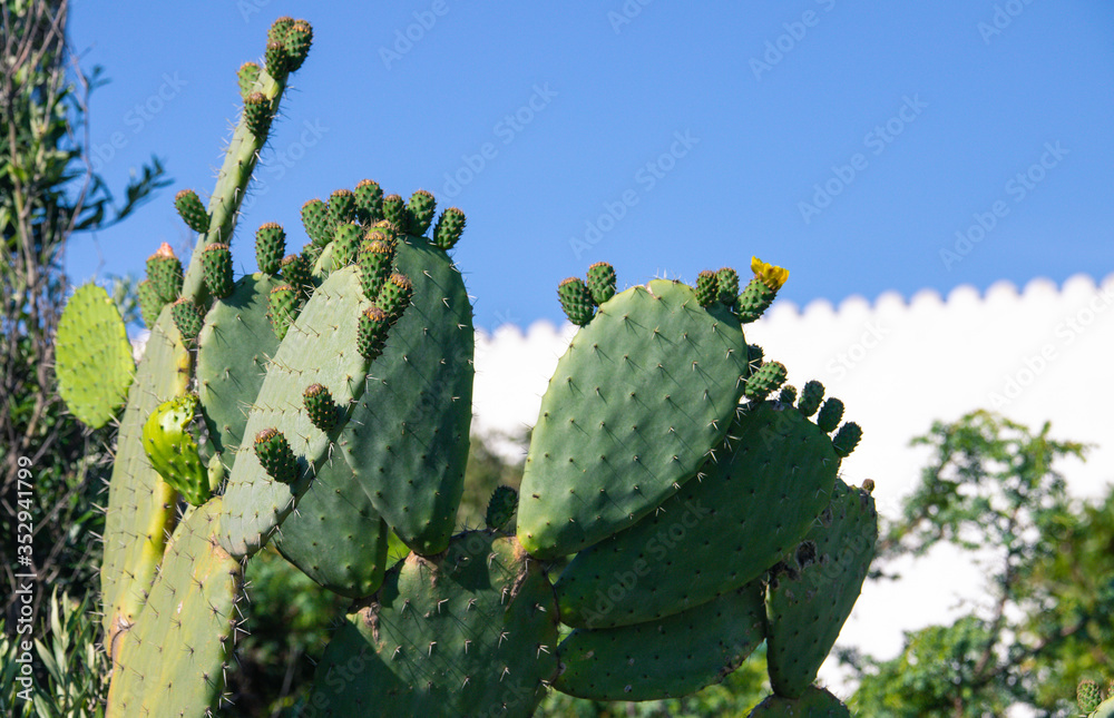 prickly pear plant in bloom in a garden in south west sardinia
