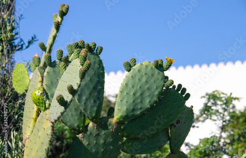 prickly pear plant in bloom in a garden in south west sardinia 