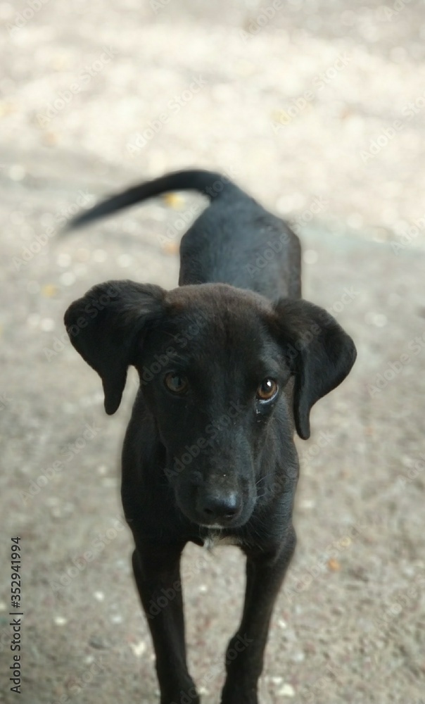 dog dog