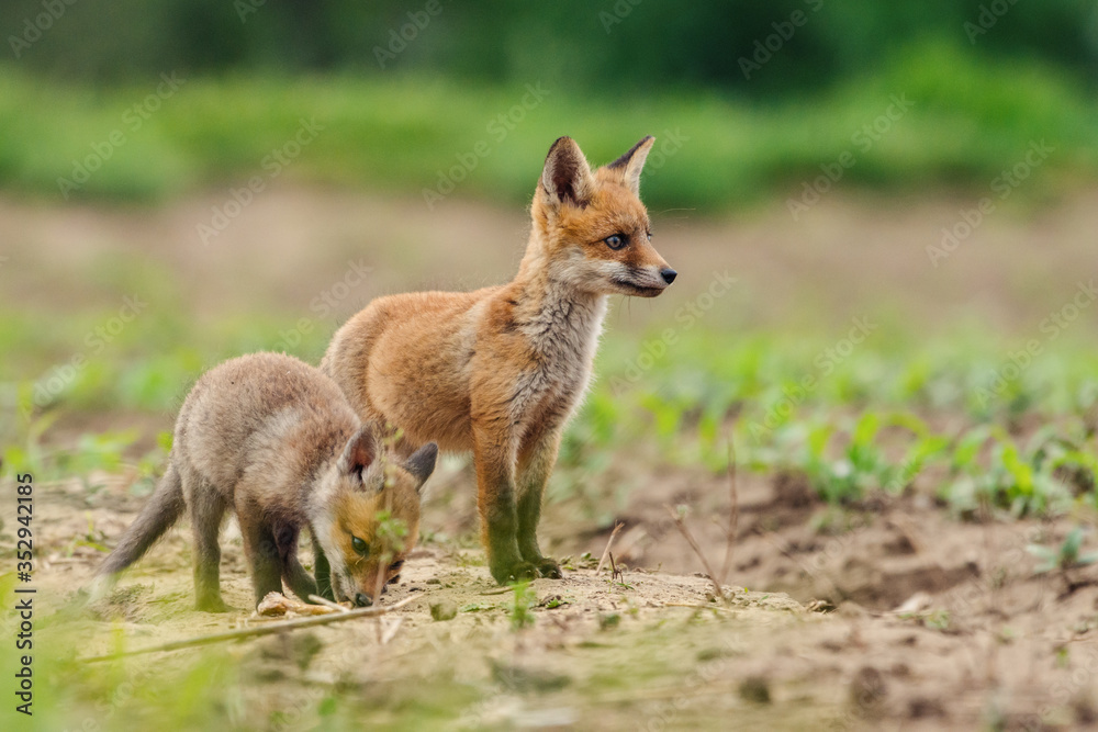 Young Red fox. Sweet fox sibling discovering the countryside.