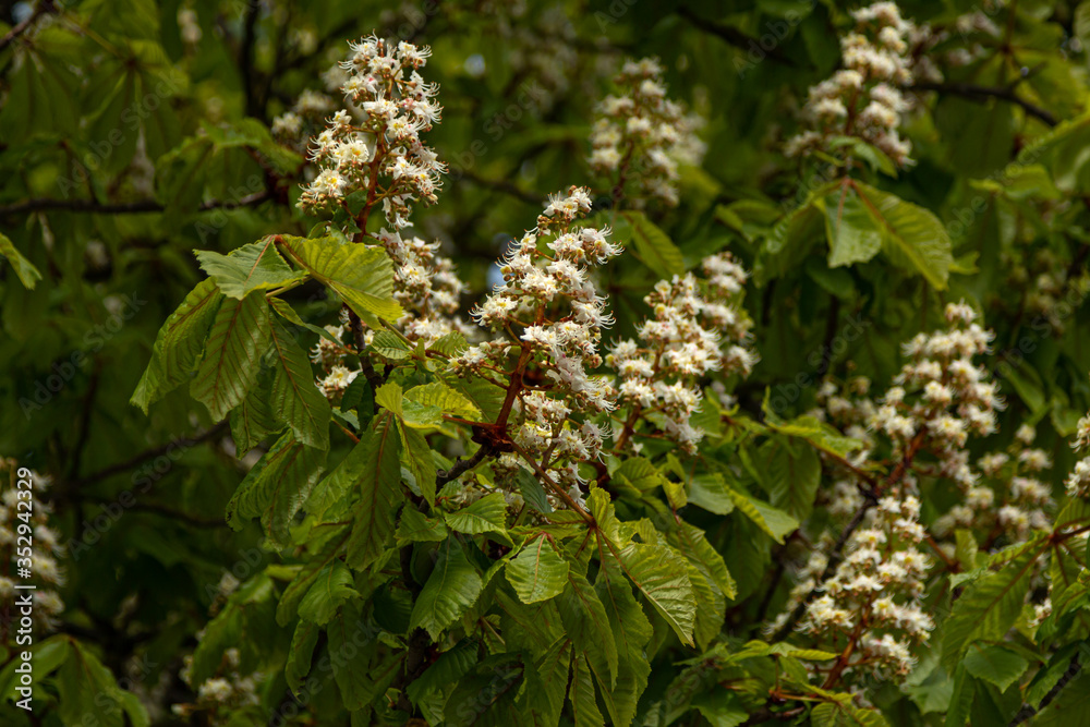 Blooming chestnut tree with green leaves Blooming chestnut tree with green leaves