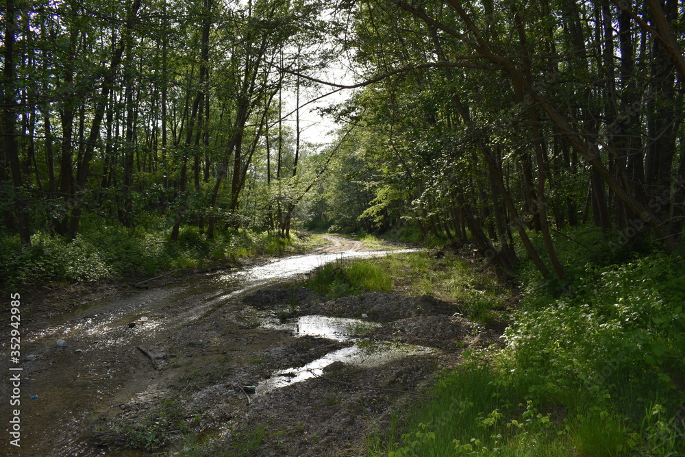 Fototapeta premium Ścieżka rzeczna w lesie