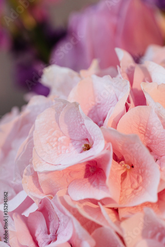 Beautiful pink hydrangea flower close up. Artistic natural background. flower in bloom in spring and summer. Designer flower bouquet from a florist. Beautiful blossoming flower wedding bouquet.