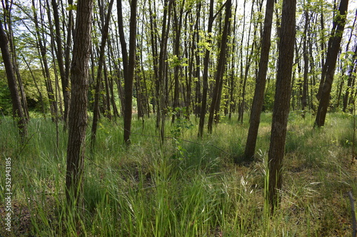 forest in the morning