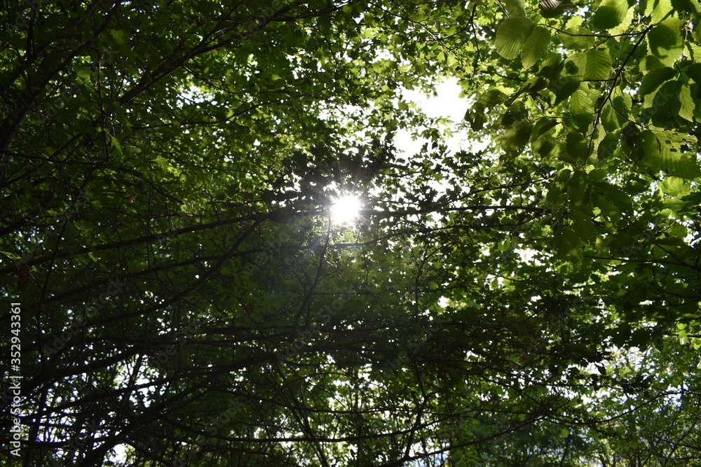 Fototapeta premium sun shining through branches