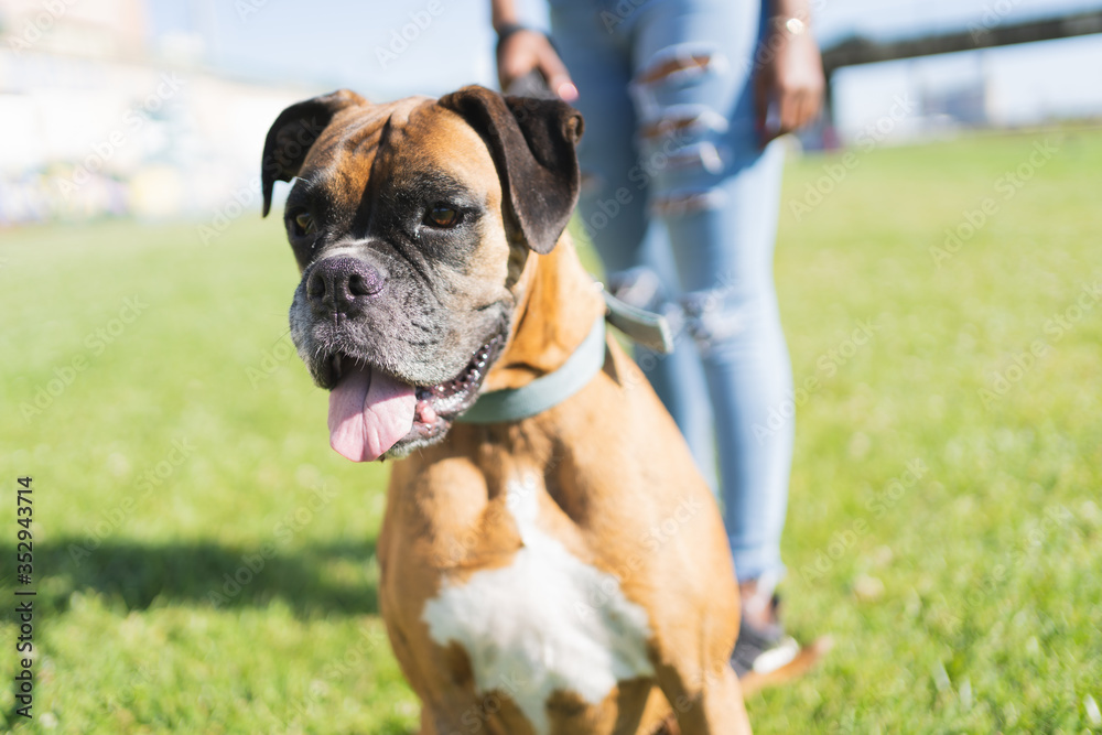 A boxer dog with his tongue out while a person hold him on a leash outside