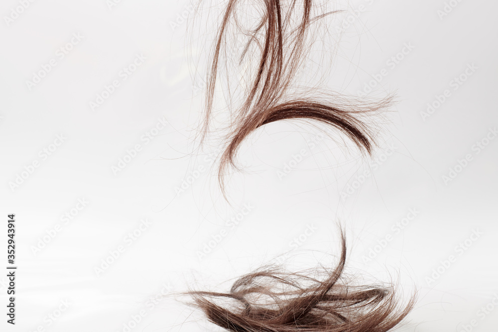 background or texture for a hair salon. a wisp of dry brown hair falls on a light gray background. Part of the cut hair on a white background