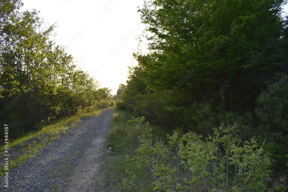 Fototapeta premium road through the forest