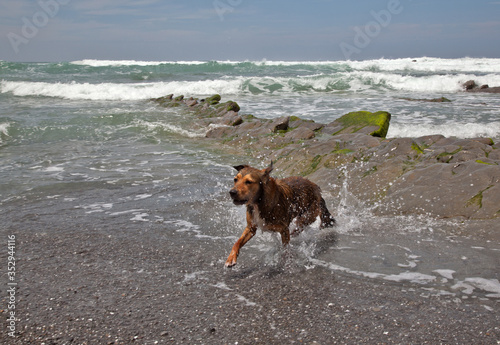 Low tide near the city of Barrica in Spain. Stones sticking out of the water covered with seaweed. Dog on the shore. © Тамара Андреева