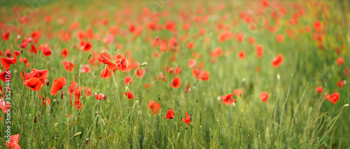 Red wild poppies growing in green unripe wheat field, shallow depth of field photo