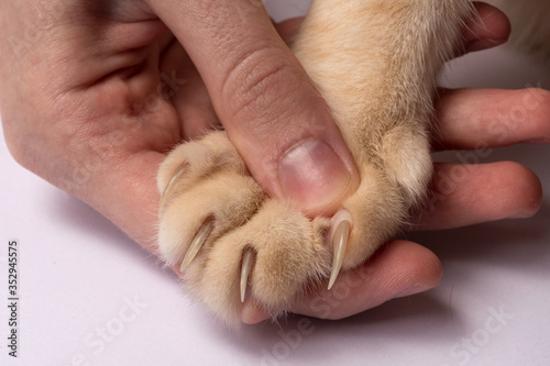 Sharp large claws on a cat's foot. Close-up. Animal care concept.