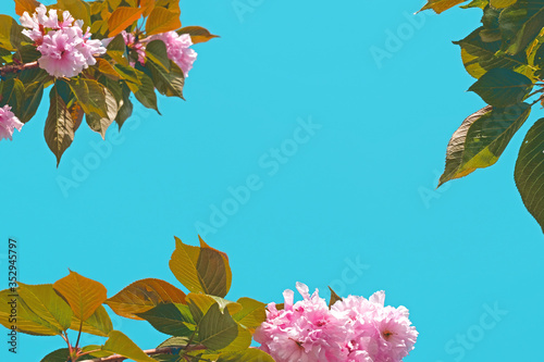 Close up delicate red flowers of Chaenomeles japonica shrub, commonly known as Japanese quince or Maule's quince in a sunny spring garden, beautiful Japanese blossoms floral background, sakura