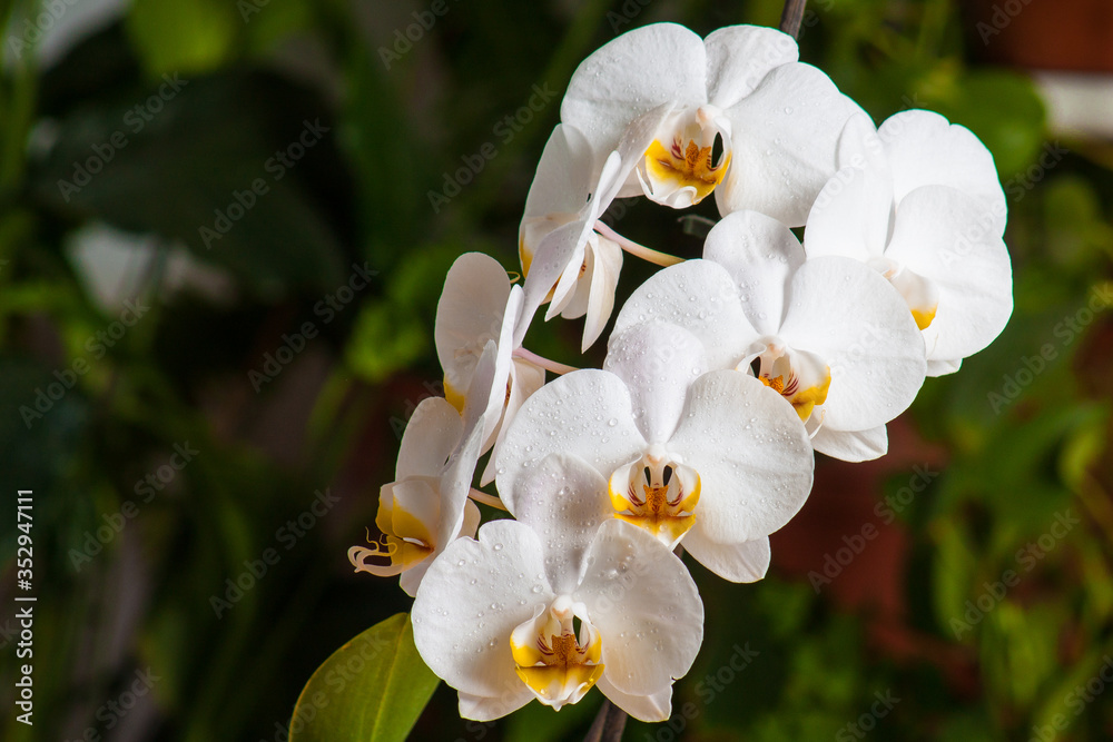 Orquidea Orquidea