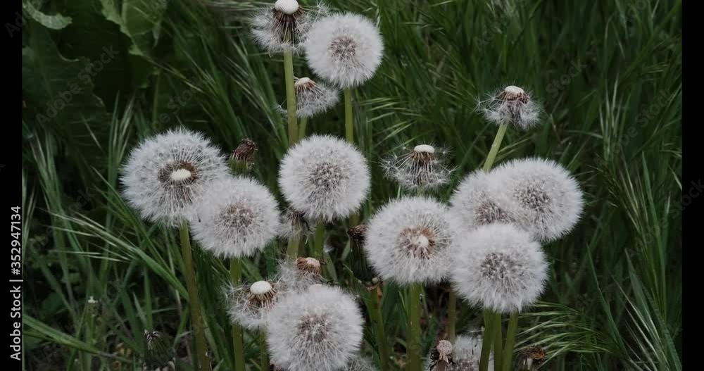 White fluffy dandelions develop in the wind White fluffy dandelions develop in the wind