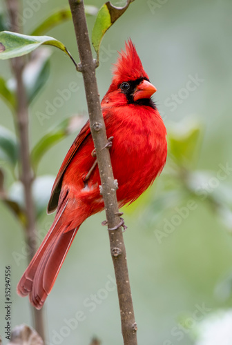 Close Up View of Vibrant Male Northern Cardinal Perched on a Vertical Branch with Its Chest Puffed Out 