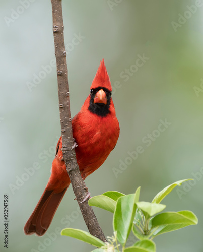 Canvas Print Male Northern Cardinal Perched on Vertical Branch of a Chinese Fringe Tree in Sp