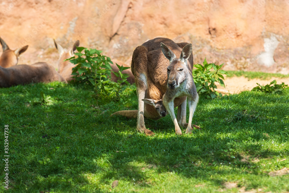 Kangaroo - Macropodidae on green grass in front of a brown wall.