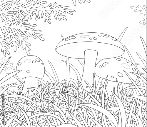 Three edible mushrooms with big caps hiding in thick grass on a pretty forest glade on a warm summer day, black and white outline vector cartoon illustration for a coloring book page