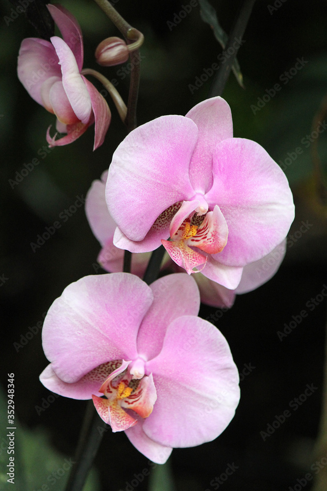 Orchid species Vanda, found in India, the Himalayas, Southeast Asia, Northern Australia, New Guinea, New Zealand and the Philippines.