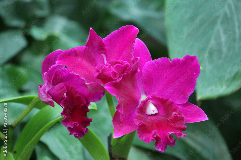 Orchid species Cattleya, which lives in Central and South America. Orchid species Cattleya, which lives in Central and South America.
