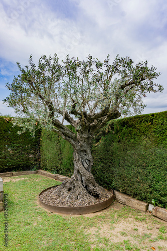 olive tree isolated on the garden