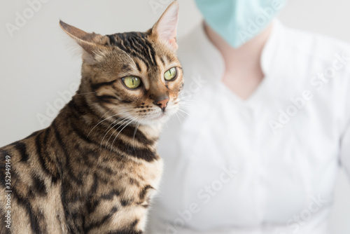 The cat is sitting on the table in front of the veterinarian. The animal is nervous and worried. Check-up in a veterinary clinic.