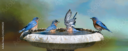 Принти на полотні Four Eastern Bluebirds Splashing in Birdbath in Louisiana