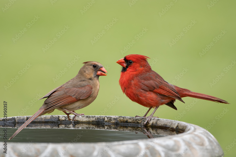 Northern Cardinal Mates Perched on Side of a Birdbath in South Central Louisiana