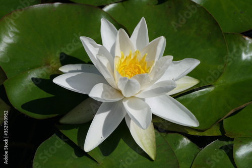 The beautiful white water rose, an aquatic flowering plant, also known as water lily or white nenuphar