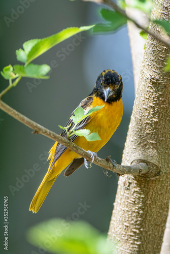 Baltimore Oriole Perched in Mulberry Tree in Louisiana During Spring Migration
