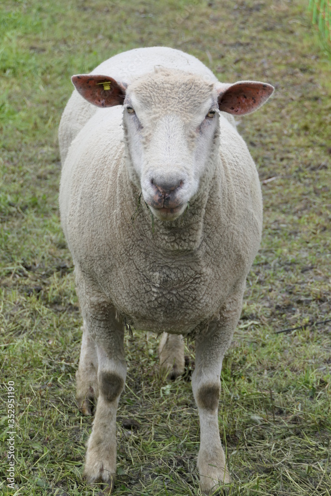 Portrait of a short-haired sheep from the front Portrait of a short-haired sheep from the front