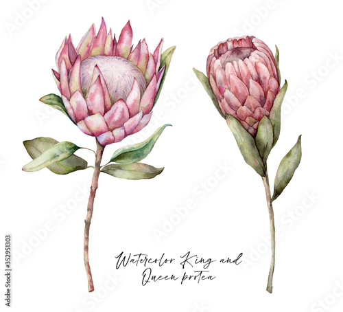 Tableau sur toile Set of watercolor King protea and Queen protea