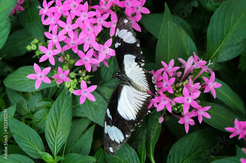 Mocker Swallowtail (Papilio dardanus ) butterfly on flower photo