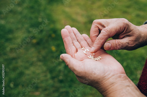 Hands holding sunflower seeds in field © yana_novak22